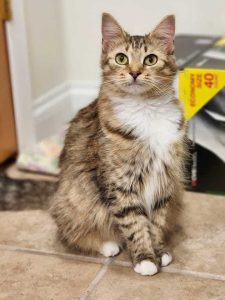 Cat of the Week: Penny