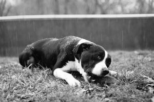 Dog of the Week: Pilgrim