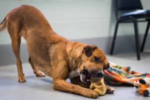 Dog of the Week: Holly