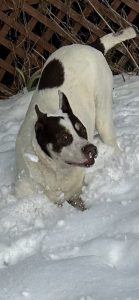 Dog of the Week: Mandy