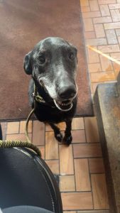 Dog of the Week: Joey