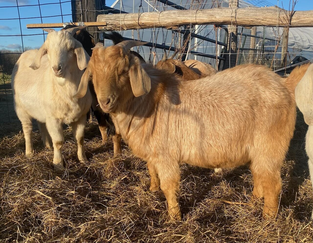 Two goats from Trouvaille Farm.