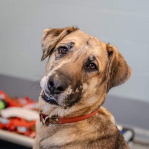 Dog of the Week: Marcy