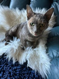 Cat of the Week: Sugar