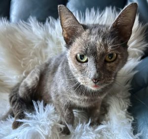 Cat of the Week: Sugar