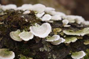 Photos of the Week: March 5, 2025