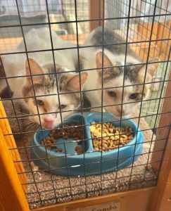 Cat of the Week: Esther