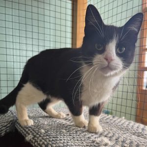 Cat of the Week: Godiva