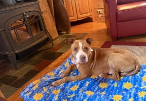 Dog of the Week: Sam