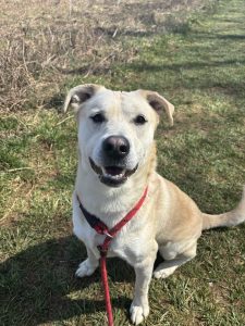 Dog of the Week: Lucky