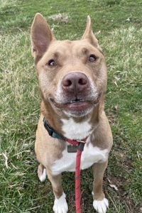 Dog of the Week: Norris