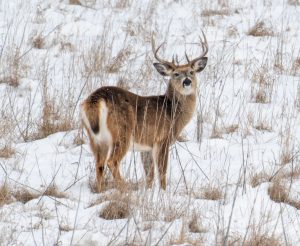 Washington County deer harvest dropped by over 80% this season