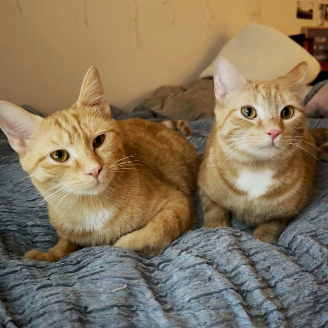 Cats of the Week: Zach and Cody