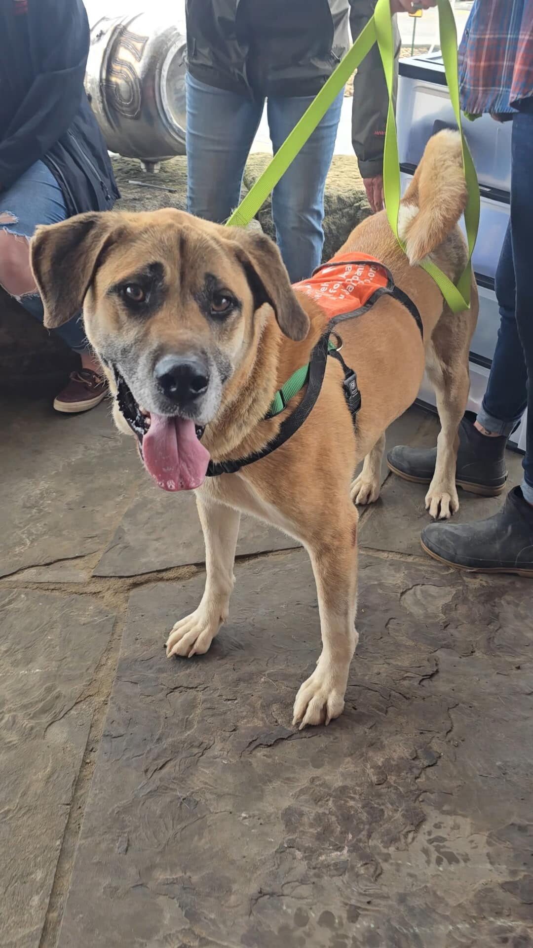 Dog of the Week: Jake