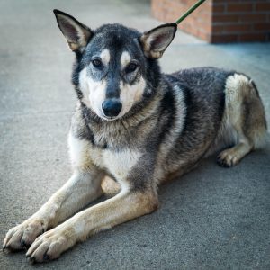 Dog of the Week: Blue