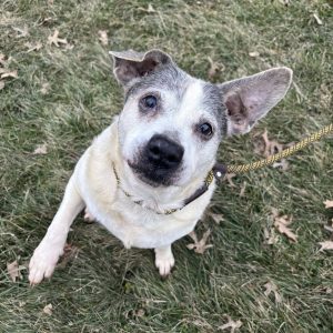 Dog of the Week: Carley