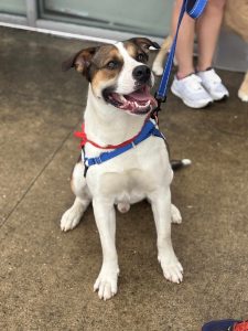 Dog of the Week: Tater