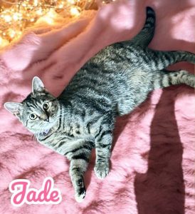 Cat of the Week: Jade
