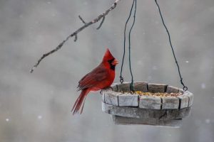 Birds-eye view: Southeast Ohio’s beautiful birds