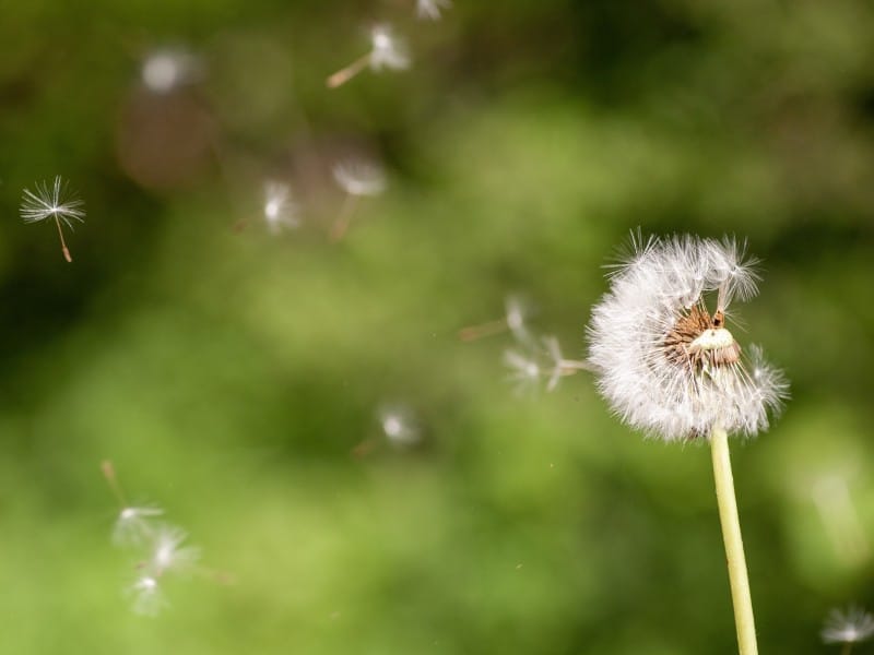 A closeup selective focus shot of a cute Dandelion flowering plant