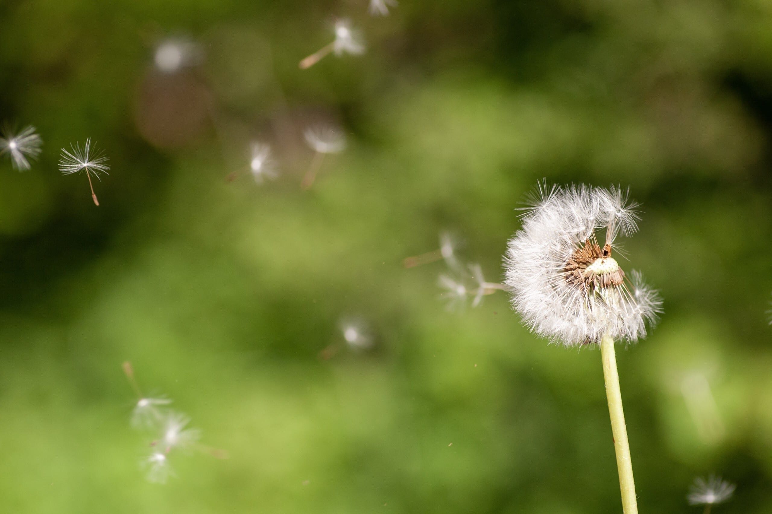 A closeup selective focus shot of a cute Dandelion flowering plant
