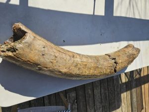 Prehistoric animal tusk found in Athens County