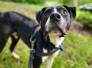 Dog of the Week: Dixie Ann