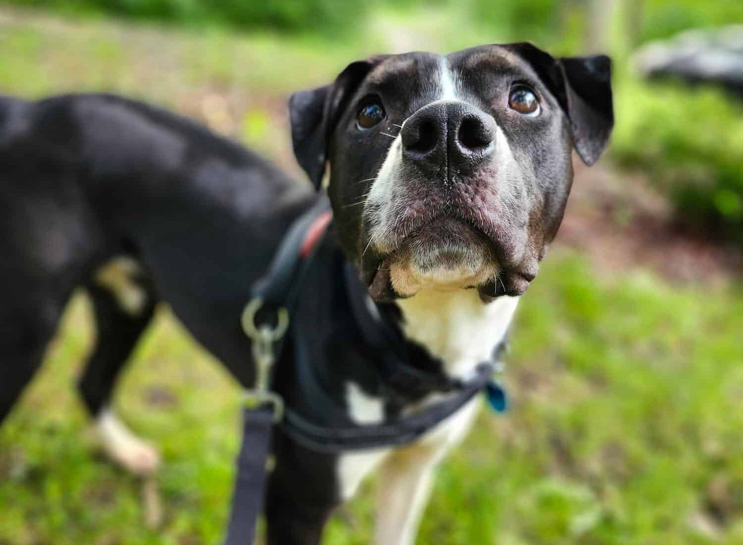 Dog of the Week: Dixie Ann