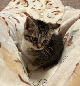 Cat of the Week: Dana