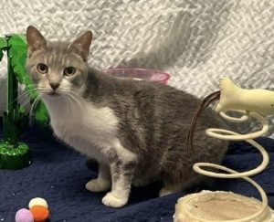 Cat of the Week: Delores