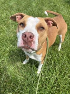 Dog of the Week: Helen