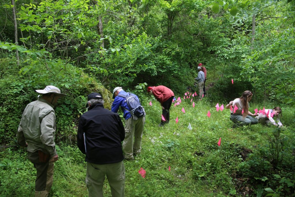 Running buffalo clover census