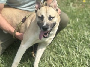 Dog of the Week: Pickle