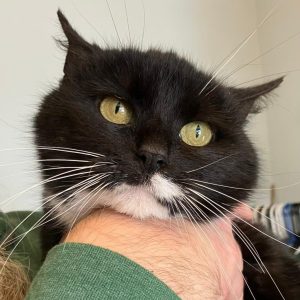 Cat of the Week: Alex