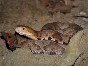 Copperhead snakes 101: Venom, habitat and first aid