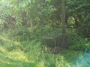 Warden, shelter struggle to capture Wilson, the ‘Taco Bell dog’