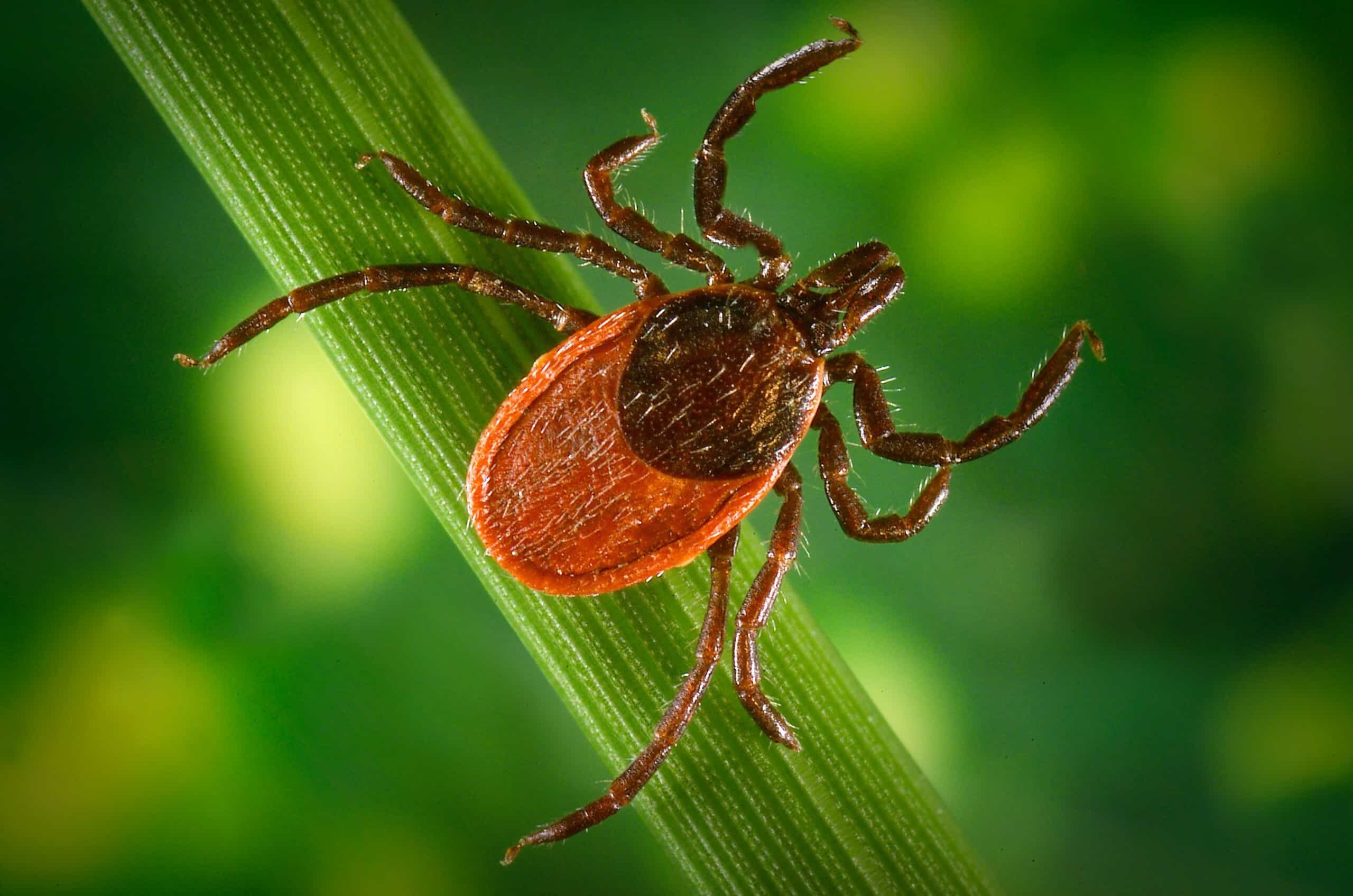 Ticks CDC