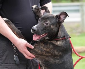 Dog of the Week: Aiko