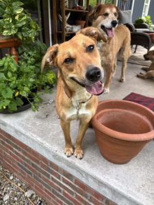 Dog of the Week: Sunny