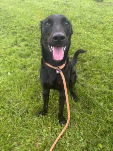 Dog of the Week: Blaze