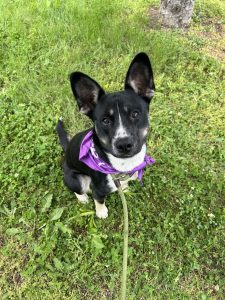 Dog of the Week: Cosmo