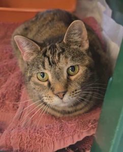 Cat of the Week: Momma Burrito