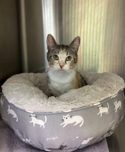 Cat of the Week: Cutie Pie