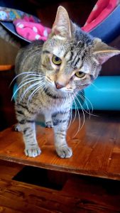 Cat of the Week: Thomas