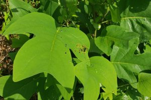 Tulip trees exhibit stress from pests, drought