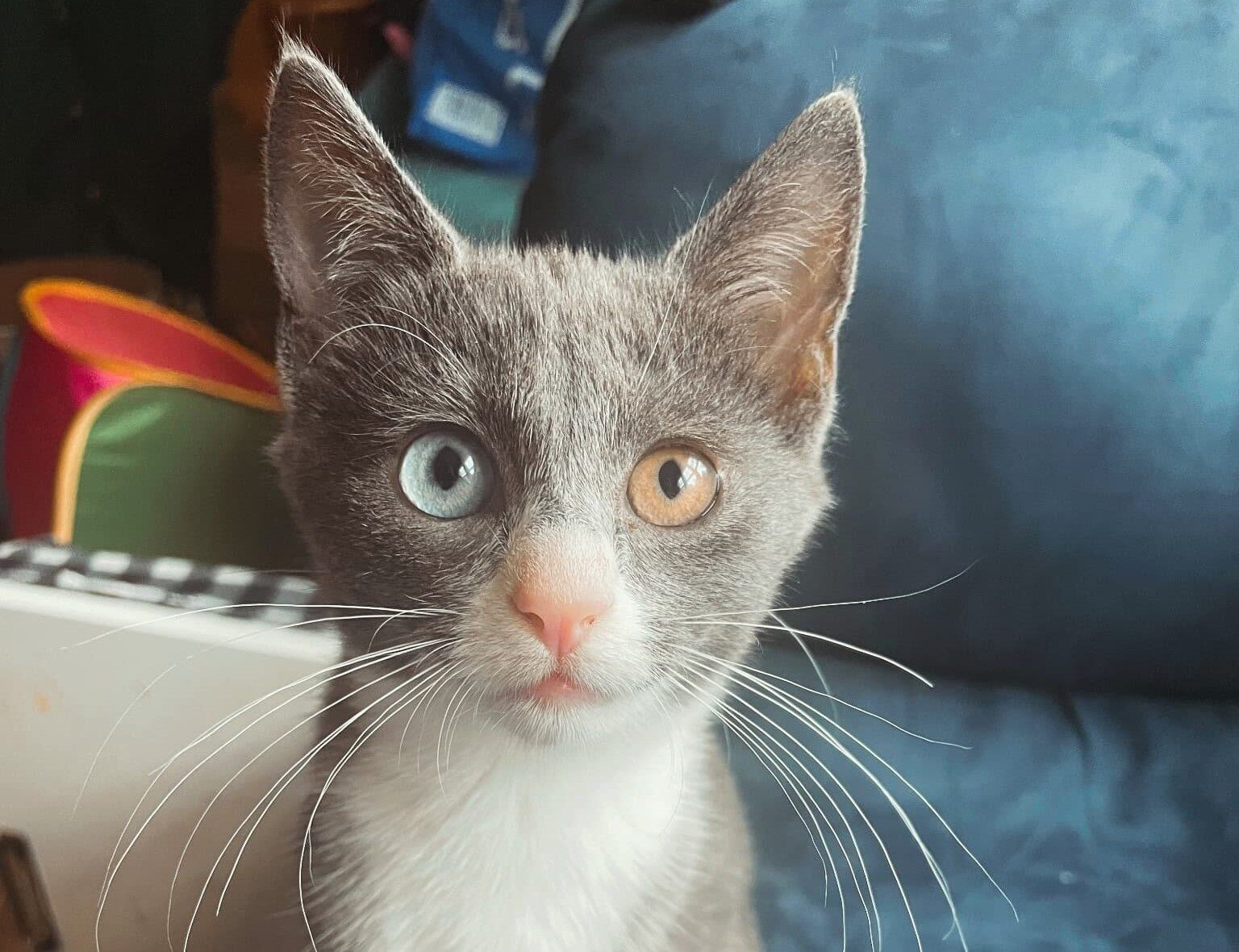 Cat of the Week: Peggy Hill