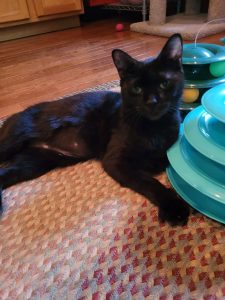 Cat of the Week: Sammie