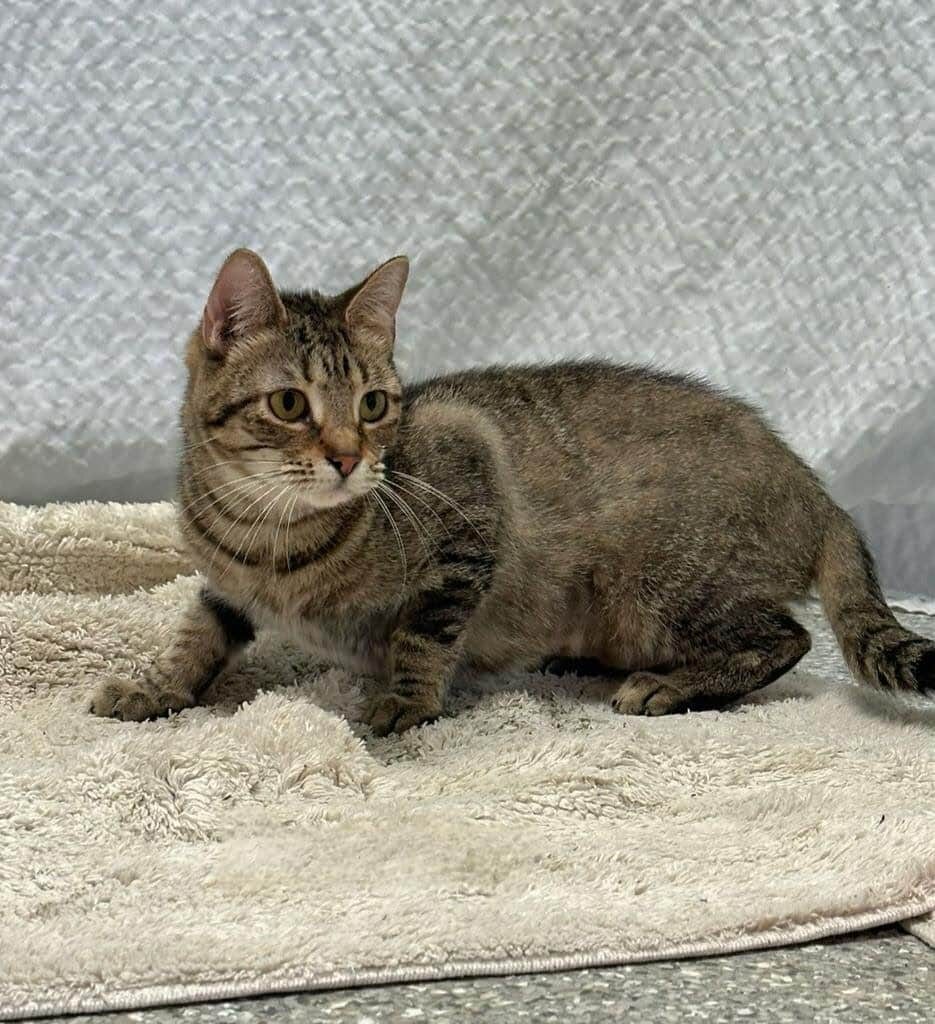 Cat of the Week: Dorothy