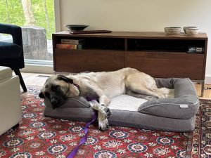 Dog of the Week: Dory