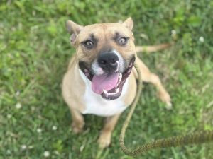 Dog of the Week: Smalls